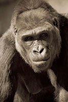 Planet of the Apes