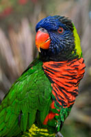 Australia Born