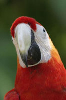 Scarlet Feather