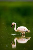 Pink Reflection