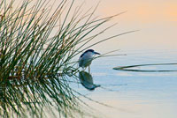 Bird 2
