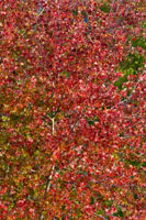 Fall Leaves 2