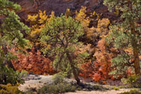 Fall Leaves 5