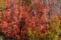 Fall Leaves 6