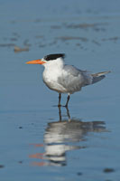 Bird 3