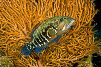 Fish 1