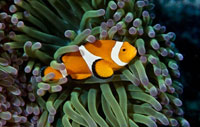 Fish 3