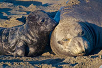 Elephant Seals I
