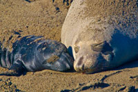 Elephant Seals II