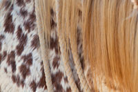 Horse Up Close II