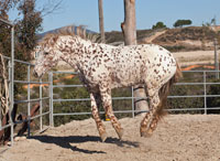 Happy Horse I