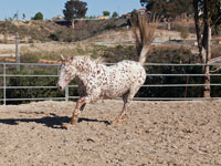 Happy Horse II