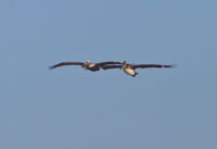 Pelicans in Flight I