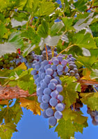 Cougar Winery Grapes II