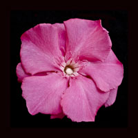 Pink Flower