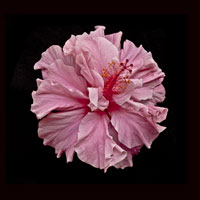 Pink Hybiscus