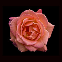 Peach Rose