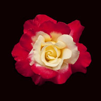 Red & White Rose