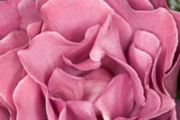Rose Up Close II