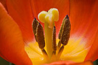 Tulip Up Close I