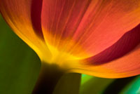Tulip Up Close II
