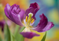 Purple Tulip I