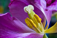 Purple Tulip II