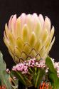 Protea Artistata