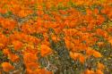 California Poppies I