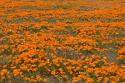 California Poppies II