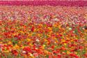 Ranunculus Field