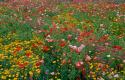 Wildflower Field