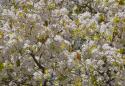 Tree Blossoms I