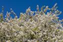 Tree Blossoms II