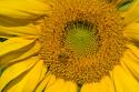 Sunflower II