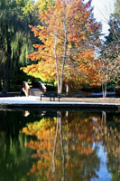 Fall Colors