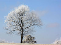 Frozen Fog II