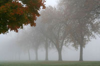 Foggy Trees I