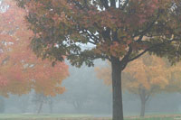 Foggy Trees II