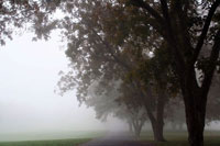Foggy Trees III