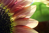 Sunflower I