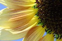 Sunflower III
