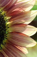 Sunflower IV