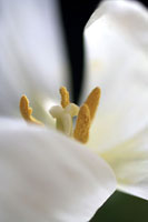 White Tulip