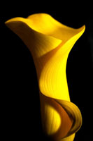Yellow Lily