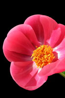 Pink Peony I