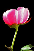 Pink Peony II
