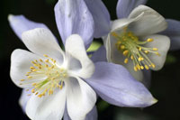 Purple Columbine I