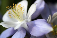Purple Columbine II