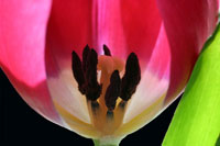 Pink Tulip